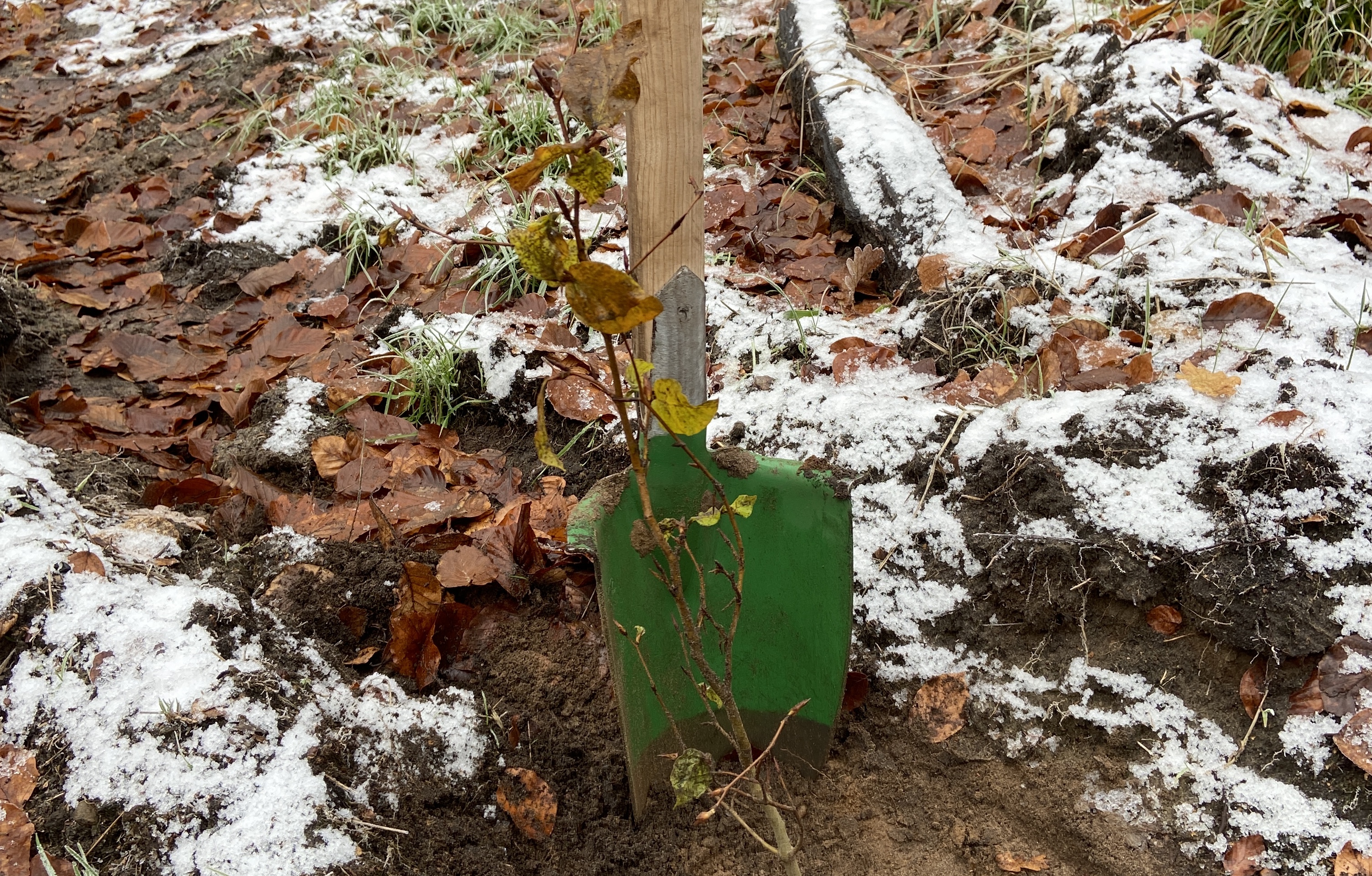 neuer Baum wird gepflanzt Spaten in schneebedecktem Boden Laub Jungpflanze
