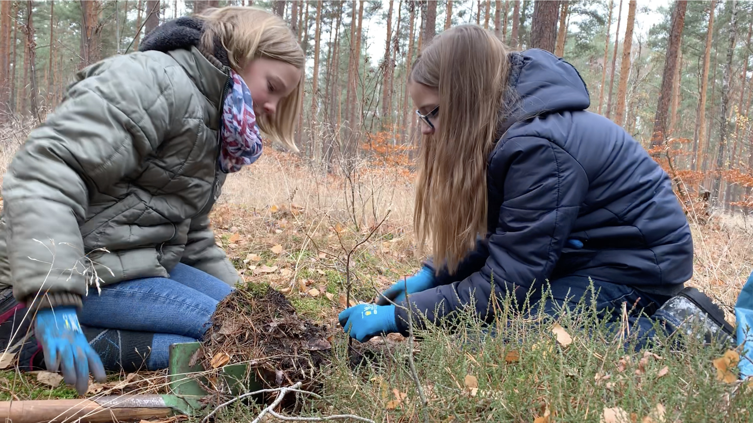 Schülerinnen pflanzen neue Bäume