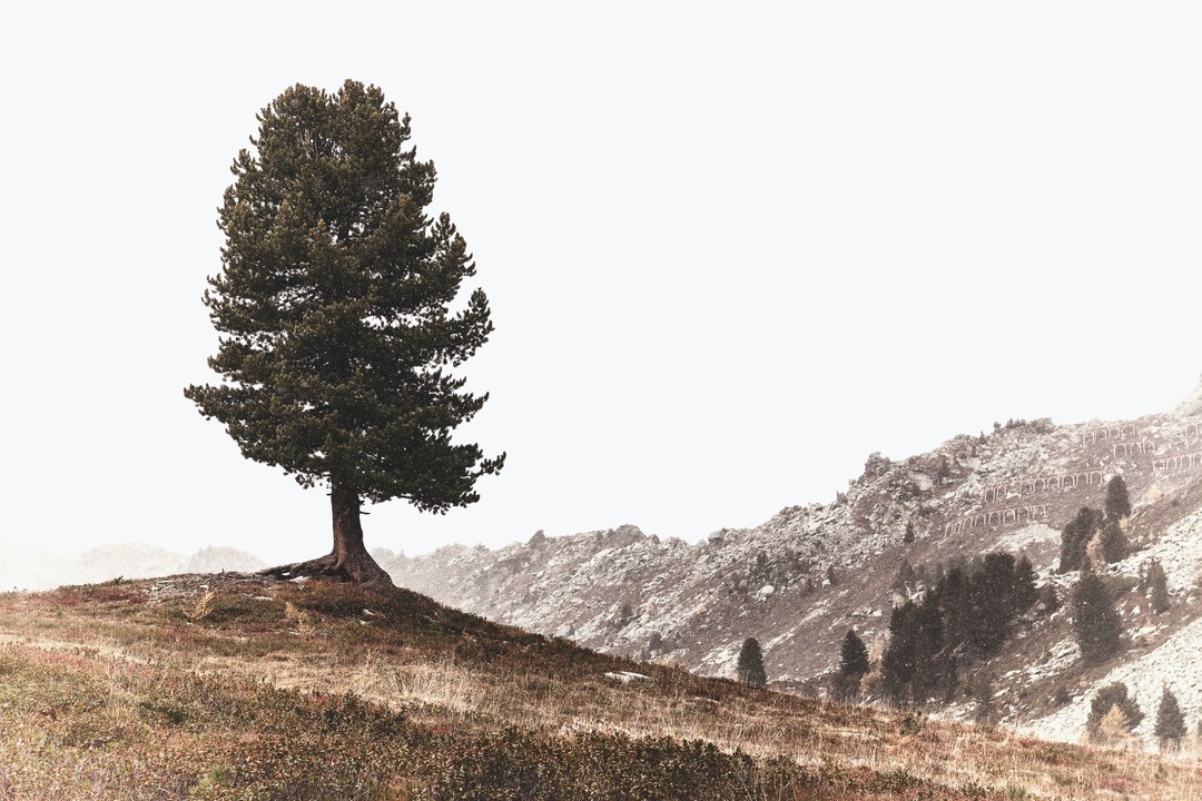 Zirbenbaum auf Hügel vor nebligem Hintergrund 